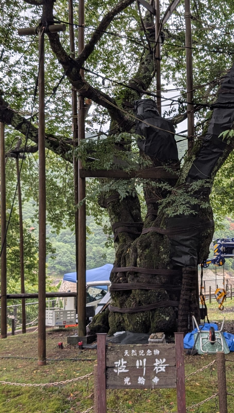 荘川桜（光輪寺）。幹と枝に養生と支柱がかかっていた。手前の標柱に「天然記念物 荘川桜 光輪寺」とある（2026-08-27 撮影）