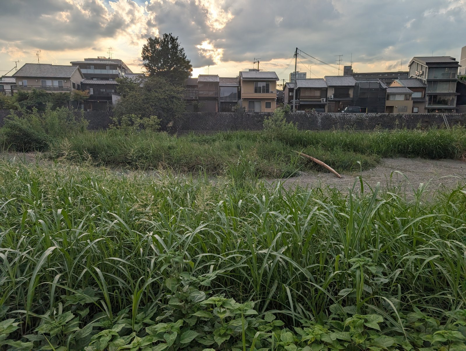 草に覆われた河原と、対岸の家並み(2026-08-22 撮影)